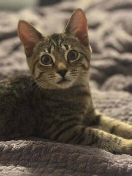Rescue Domestic Short Hair Cats for Adoption in Mount Laurel Township, New Jersey - Bubbles Branch | PetCurious