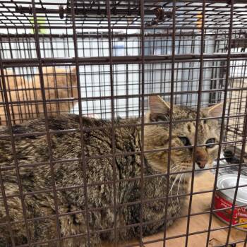 Domestic Short Hair Cats Available for Adoption - Gork | PetCurious