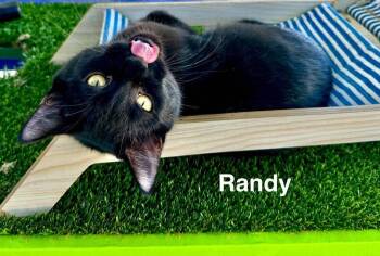 Randy -  Domestic Medium Hair Cat for Adoption in St. George, Utah - Randy | PetCurious