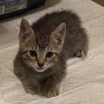 Domestic Short Hair Cats Available for Adoption in Bradenton, Florida - Prince | PetCurious