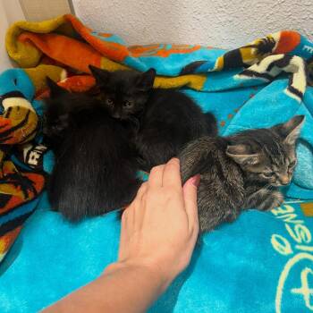 Willy 54423 -  Domestic Short Hair Cat for Adoption in Las Vegas, Nevada - Willy 54423 | PetCurious