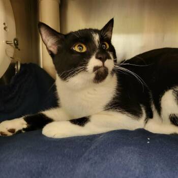 Domestic Short Hair Cats Available for Adoption - Nico | PetCurious