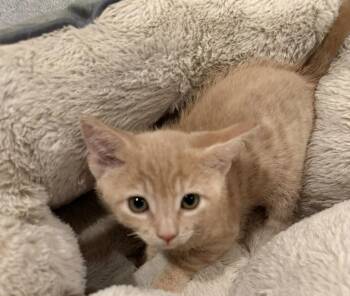 Ed -  Domestic Short Hair Cat for Adoption in Diamond Springs, California - Ed | PetCurious
