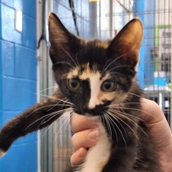Avianna -  Domestic Short Hair Cat for Adoption in Montgomery, Alabama - Avianna | PetCurious