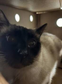 Domestic Short Hair Cats Available for Adoption in West Chester, Pennsylvania - Chewie | PetCurious