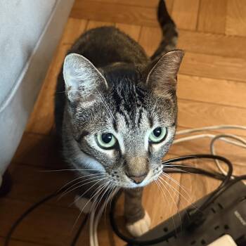 MARIBEL -  Tabby and Domestic Short Hair Cat Available for Adoption in New York, New York - MARIBEL | PetCurious