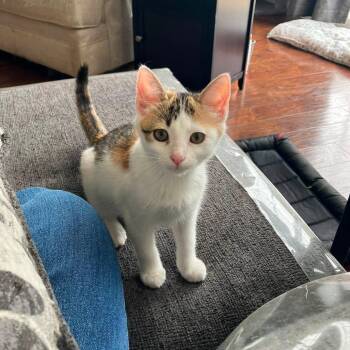 Flamingo -  Domestic Short Hair Cat for Adoption in Lyndhurst, Virginia - Flamingo | PetCurious