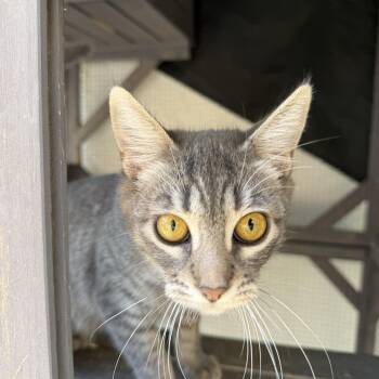 Domestic Short Hair Cats Available for Adoption - Stella | PetCurious