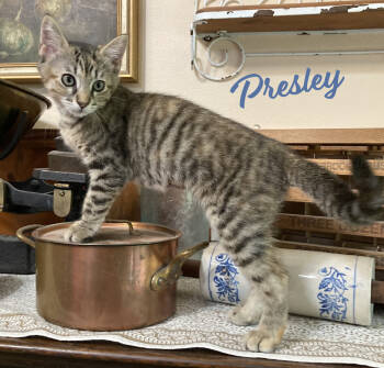 Rescue Tabby and Domestic Short Hair Cats for Adoption in Houston, Texas - Presley #road-warrior | PetCurious