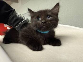 PEONY -  Domestic Medium Hair Cat for Adoption in Antioch, California - PEONY | PetCurious