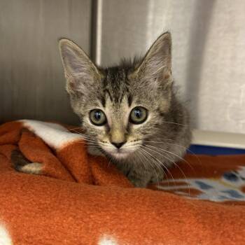 Poola -  Domestic Short Hair Cat for Adoption in Fort Wayne, Indiana - Poola | PetCurious