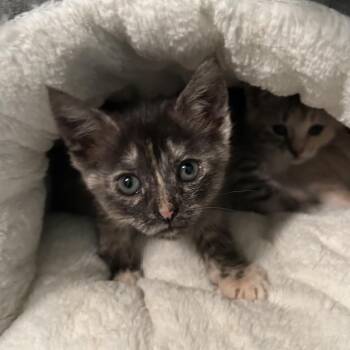 Lacey -  Domestic Short Hair Cat for Adoption in Ferndale, Michigan - Lacey | PetCurious