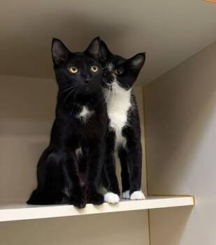 Willow Tree (& Lina) -  Domestic Short Hair Cat for Adoption in Fairfax, Virginia - Willow Tree (& Lina) | PetCurious