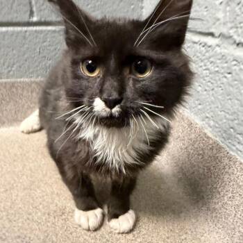 Domestic Medium Hair Cats Available for Adoption - Nikolai | PetCurious