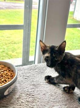 Dell -  Domestic Short Hair Cat for Adoption in Paducah, Kentucky - Dell | PetCurious