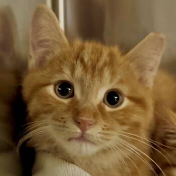 Rescue Domestic Short Hair Cats for Adoption in Bradenton, Florida - Cheeto | PetCurious