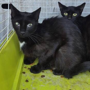 ELAINE -  Domestic Short Hair Cat for Adoption in San Antonio, Texas - ELAINE | PetCurious