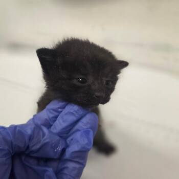Macaroni Tony -  Domestic Short Hair Cat for Adoption in Charleston, West Virginia - Macaroni Tony | PetCurious