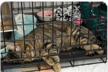 Domestic Short Hair Cats Available for Adoption in St. Cloud, Minnesota - Toby | PetCurious