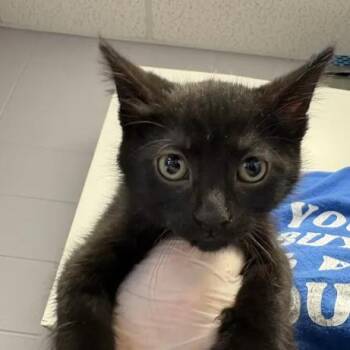 Ganon -  Domestic Short Hair Cat for Adoption in South Elgin, Illinois - Ganon | PetCurious