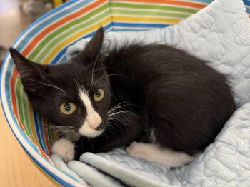 Brody -  Domestic Short Hair Cat for Adoption in League City, Texas - Brody | PetCurious
