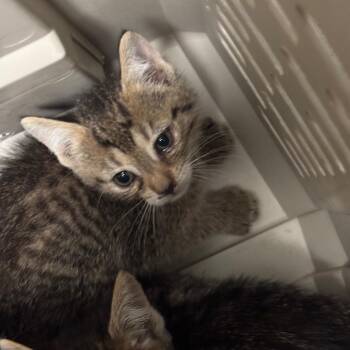 Scurry -  Domestic Short Hair Cat for Adoption in Charleston, West Virginia - Scurry | PetCurious