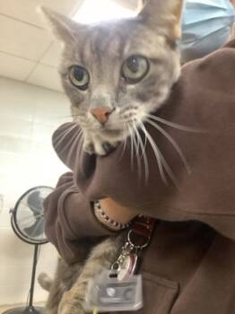 Rescue Domestic Short Hair Cats for Adoption in Fort Worth, Texas - 59839326 | PetCurious