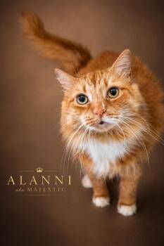Alanni: DLH (FCID# 12/12/2023 - 80 Trainer) -  Domestic Long Hair and Tabby Cat for Adoption in Greenville, Delaware - Alanni: DLH (FCID# 12/12/2023 - 80 Trainer) | PetCurious
