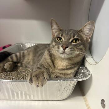 Bithlo -  Domestic Short Hair Cat for Adoption in Dearborn, Michigan - Bithlo | PetCurious