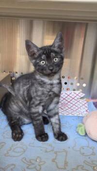 BRAX -  Domestic Short Hair Cat for Adoption in Irvine, California - BRAX | PetCurious