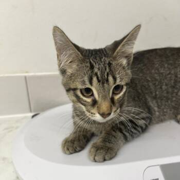Maverick Dean -  Domestic Short Hair Cat for Adoption in St. Louis, Missouri - Maverick Dean | PetCurious