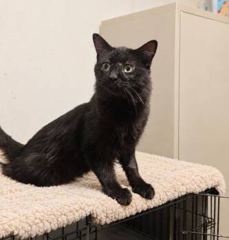 Cole -  Maine Coon and Bombay Cat for Adoption in Mission Viejo, California - Cole | PetCurious