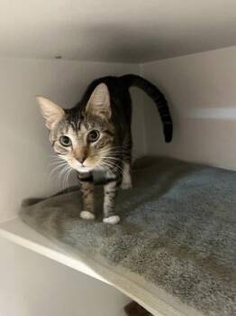 Domestic Short Hair Cats Available for Adoption in Fairfax, Virginia - Swashbuckler | PetCurious