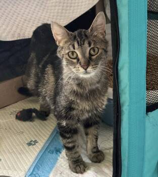 Bernadette -  Domestic Short Hair Cat for Adoption in Walled Lake, Michigan - Bernadette | PetCurious