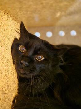 Domestic Long Hair Cats Available for Adoption in Kent, Washington - BARN CAT JOEY | PetCurious