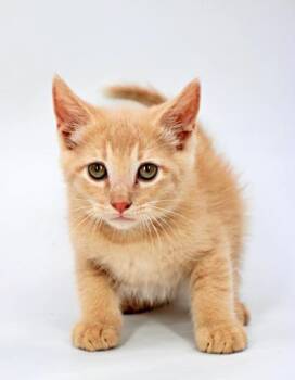 Timmy -  Domestic Medium Hair and Domestic Short Hair Cat for Adoption in Morton Grove, Illinois - Timmy | PetCurious