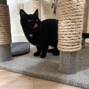 Domestic Short Hair Cats Available for Adoption - Zuri | PetCurious