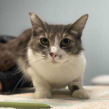 Domestic Medium Hair Cats Available for Adoption in Riverside, California - Marbles | PetCurious