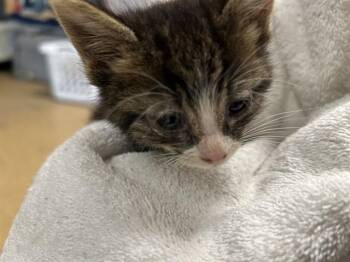 A476945 -  Domestic Short Hair Cat for Adoption in Oklahoma City, Oklahoma - A476945 | PetCurious