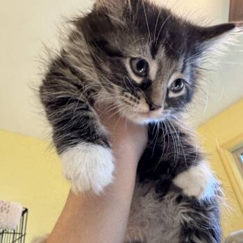 Maybelle -  Domestic Long Hair Cat for Adoption in West Orange, New Jersey - Maybelle | PetCurious