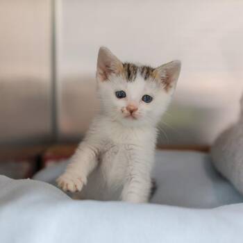Lalo -  Snowshoe Cat for Adoption in Los Angeles, California - Lalo | PetCurious