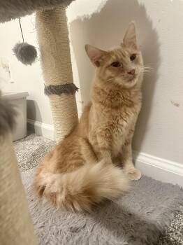Wyatt -  Domestic Long Hair Cat for Adoption in Pleasantville, New Jersey - Wyatt | PetCurious