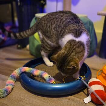 Nemo -  Domestic Short Hair Cat for Adoption in Ephrata, Pennsylvania - Nemo | PetCurious