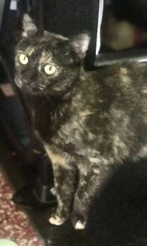 Rescue American Shorthair Cats for Adoption in Cincinnati, Ohio - Xenia | PetCurious