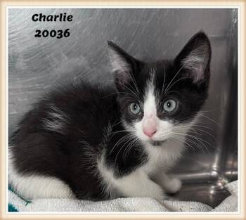 CHARLIE -  Domestic Short Hair and Tuxedo Cat for Adoption in Marietta, Georgia - CHARLIE | PetCurious