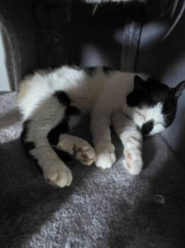 Nigel -  Domestic Short Hair Cat for Adoption in Spencerville, Ontario - Nigel | PetCurious