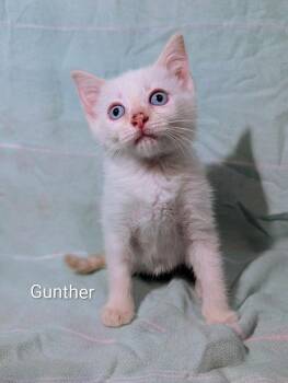 Gunther -  Domestic Short Hair Cat Available for Adoption in Emerald Isle, North Carolina - Gunther | PetCurious