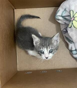 ECLAIR -  Domestic Short Hair Cat for Adoption in Dallas, Texas - ECLAIR | PetCurious