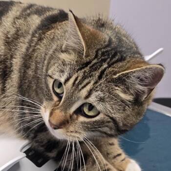 Luna -  Domestic Short Hair Cat for Adoption in Danbury, Connecticut - Luna | PetCurious