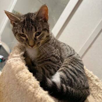 Crash -  Domestic Short Hair Cat for Adoption in Newcastle, Oklahoma - Crash | PetCurious